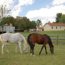 Foto de Childhelp de: Horses for our equine therapy