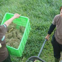 Foto de FOUR PAWS de: Sanctuary colleagues carrying enrichment food for Asiatic Black Bears